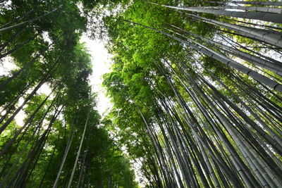 Low angle view of bamboo trees in forest