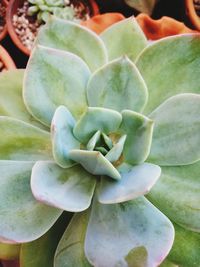 Close-up of succulent plant