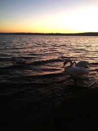 View of bird swimming in sea at sunset