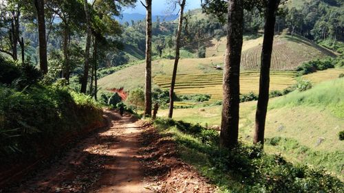 Dirt road amidst trees in forest