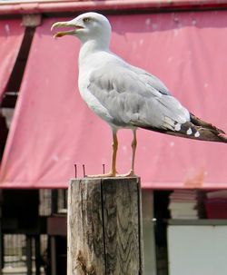 Close-up of seagull perching on wooden post