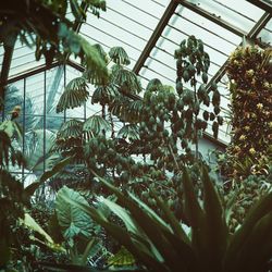 Low angle view of plants