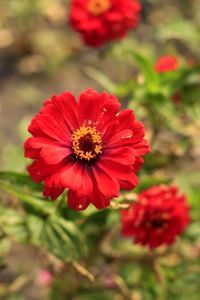 Close-up of red flower in park