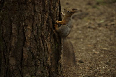 Close-up of squirrel on tree trunk