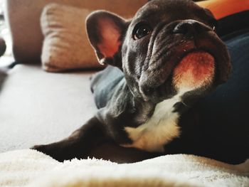 Close-up of dog relaxing on bed at home