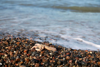 View of shells on beach
