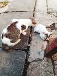 High angle view of cats