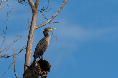 Double-crested cormorant perched overhead on a dead branch