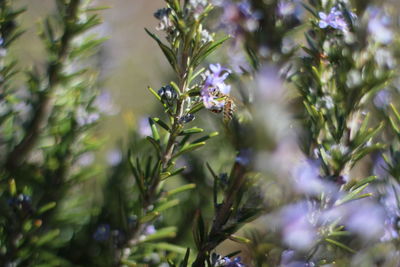 Close-up of purple flowering plants