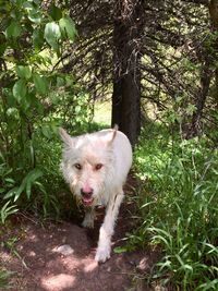 Portrait of a dog on field
