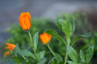 Close-up of orange flowering plant