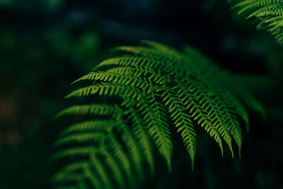 Close-up of fern leaves