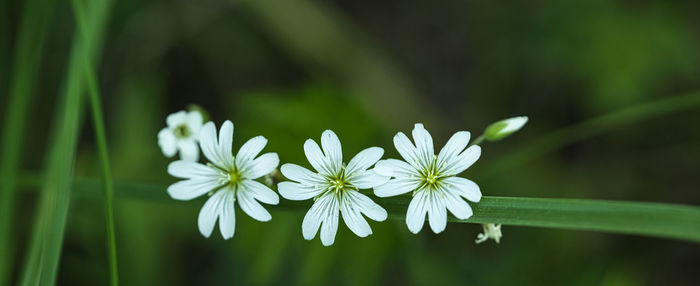 Close-up of white flowering plant