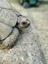 Close-up of tortoise on footpath