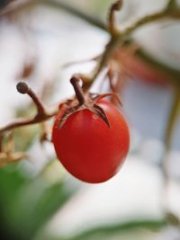 Mini tomato