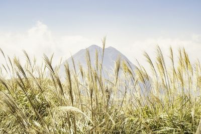 Scenic view of wheat field against sky during sunset