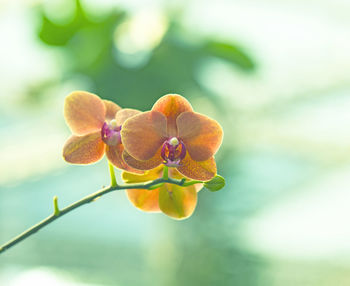 Close-up of purple flowering plant