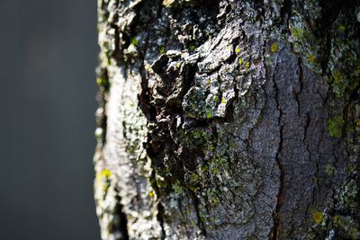 Close-up of moss on tree trunk