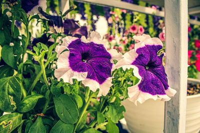 Close-up of purple flowering plants