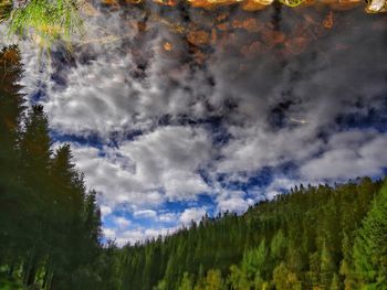 Panoramic view of pine trees against sky