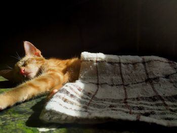 Close-up of cat resting on sofa