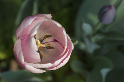 Close-up of pink rose