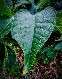 Close-up of wet leaves