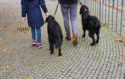 Dogs on street