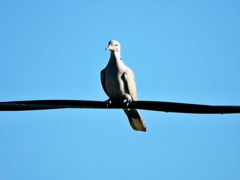 Low angle view of seagull perching on cable against clear sky