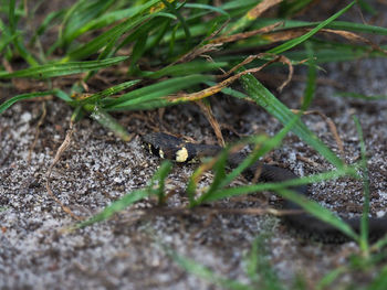 Close-up of insect on land