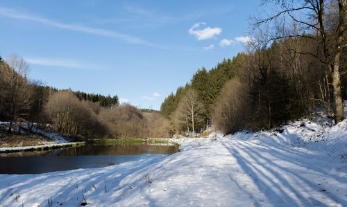 Trees on snow covered landscape