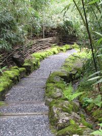 Walkway amidst trees in forest