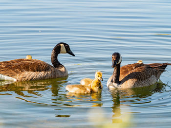 Ducks in a lake