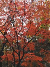 Silhouette of trees during autumn