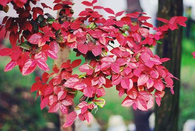 Close-up of red maple leaves