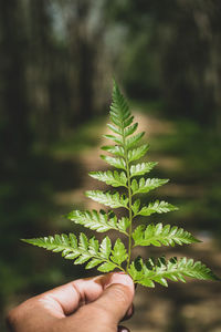 Close-up of hand holding plant