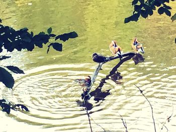 Swimming pool in lake
