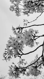 Low angle view of cherry blossoms against sky