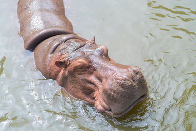 High angle view of horse in lake