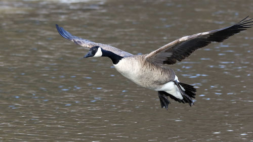 Seagull flying over lake