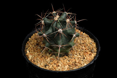 Close-up of cactus growing against black background