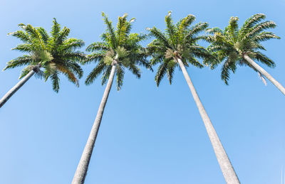 Low angle view of coconut palm tree against clear blue sky