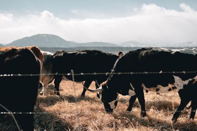 Horses grazing on field against sky