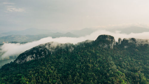 Scenic view of forest against sky