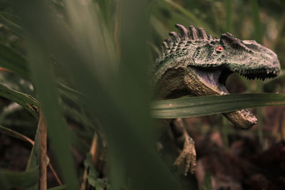 Close-up of a lizard on tree