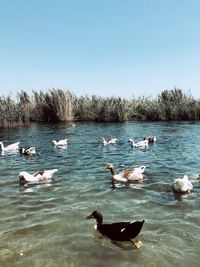 Ducks swimming in lake against clear sky