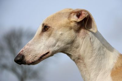 Close-up of a dog looking away