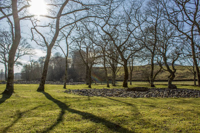 Trees on grassy field