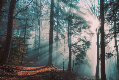 Close-up forest sunbeam - autum light 