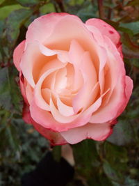 Close-up of pink rose blooming outdoors